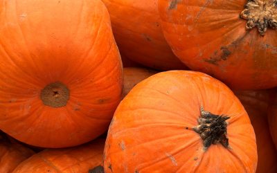 TAGESAUSFLUG ZUM KREWELSHOF EIFEL IN MECHERNICH